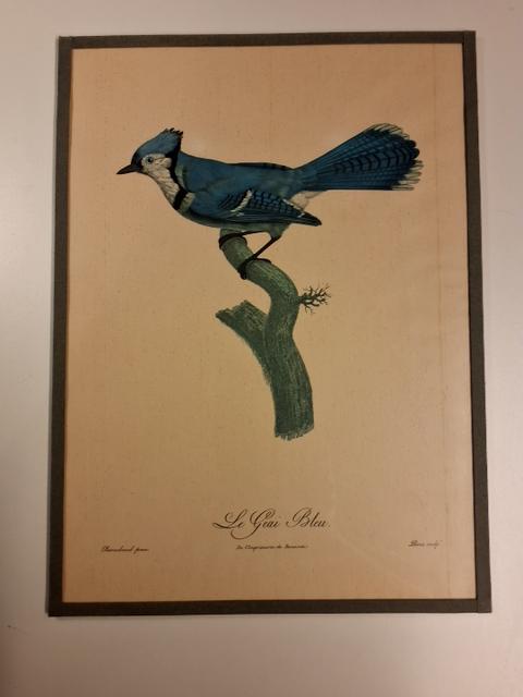 Jacques Barraband Eksotiske fugle